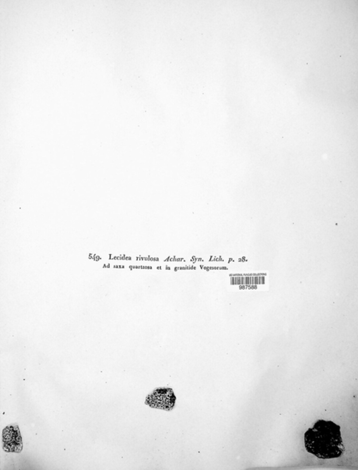 Fuscidea image